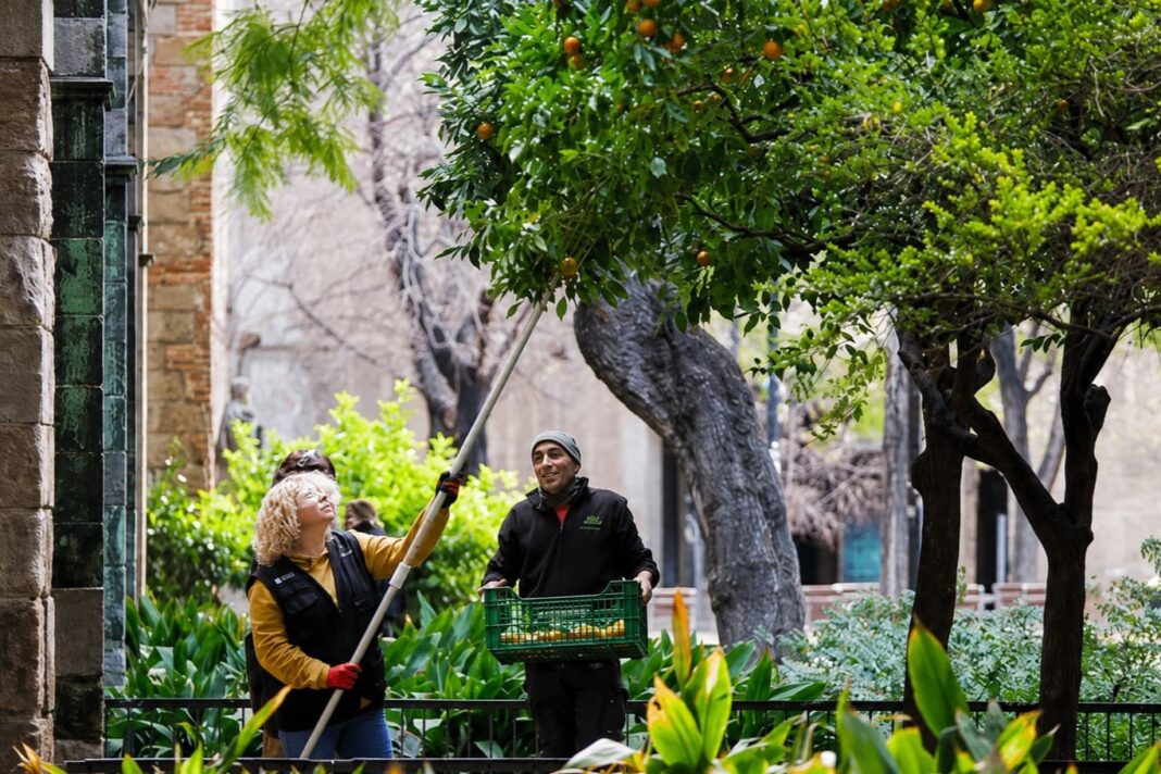 Dues persones recullen taronges d’un arbre amb una perxa durant una jornada d’espigolada
