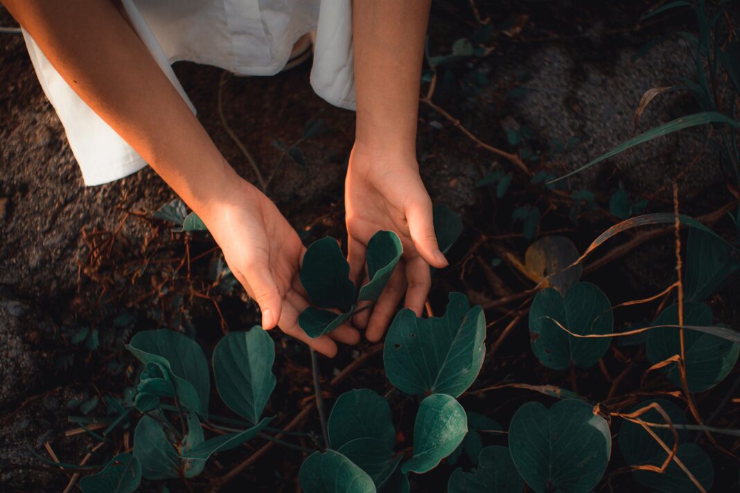 Mans d’una persona tocant les fulles d’una planta en un entorn natural.